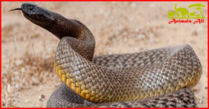 world's most venomous snake