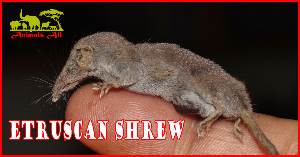 Etruscan shrew