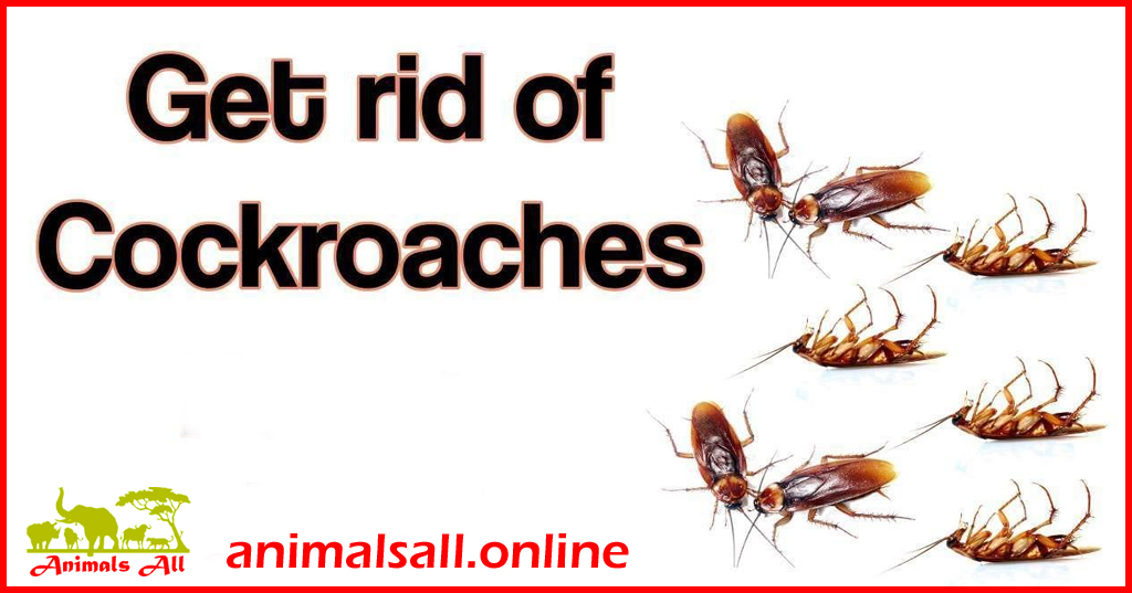 How to get rid of cockroaches at home