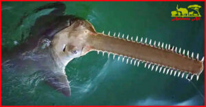 Sawfish