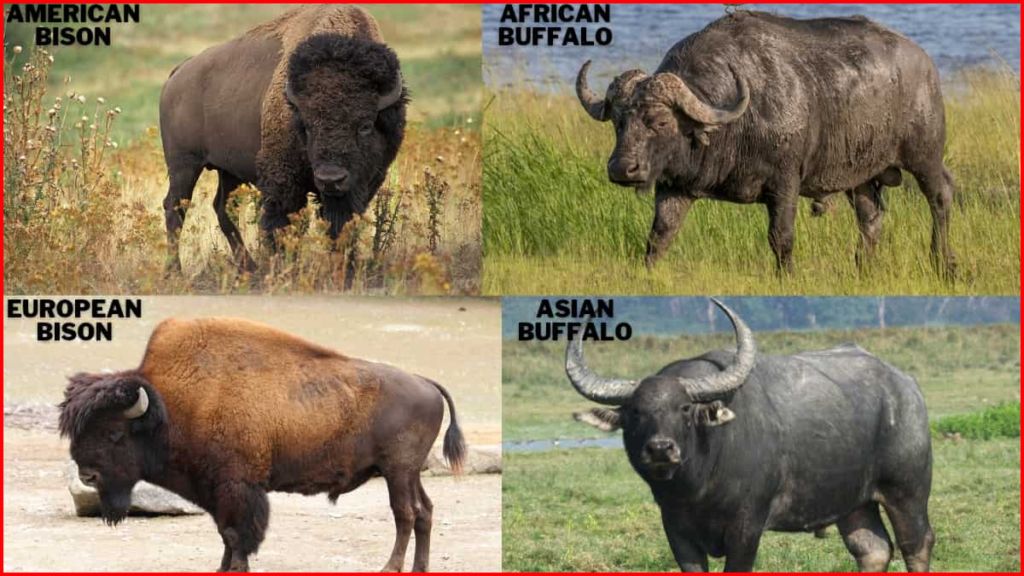 Bison vs Buffalo 