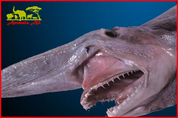 Goblin shark 