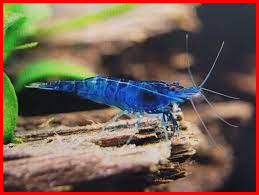 Blue Magic Shrimp