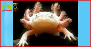 Axolotl