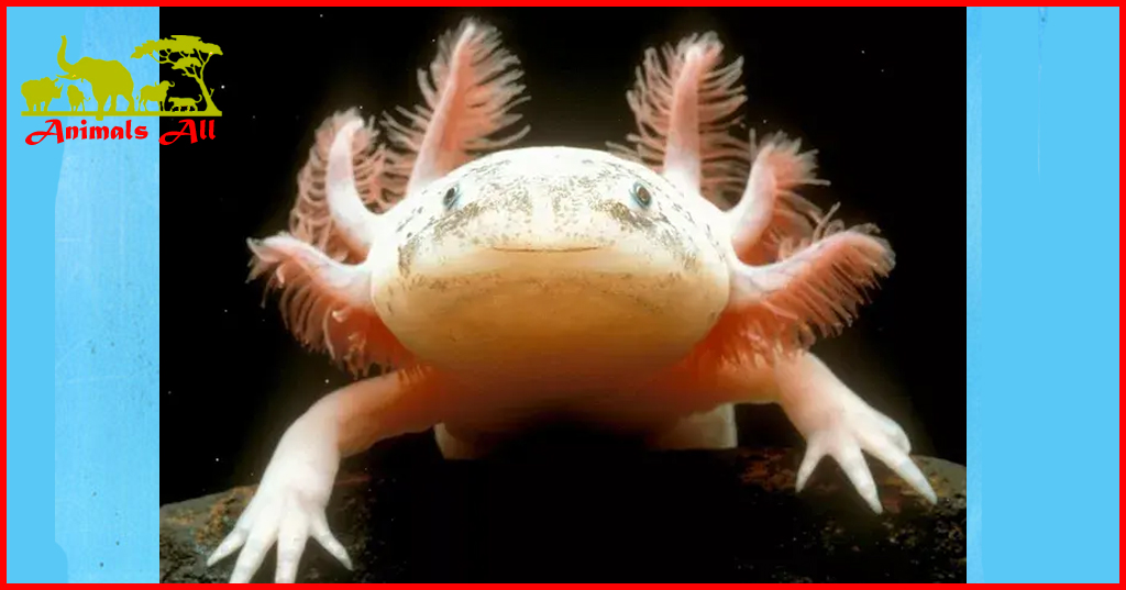 Axolotl