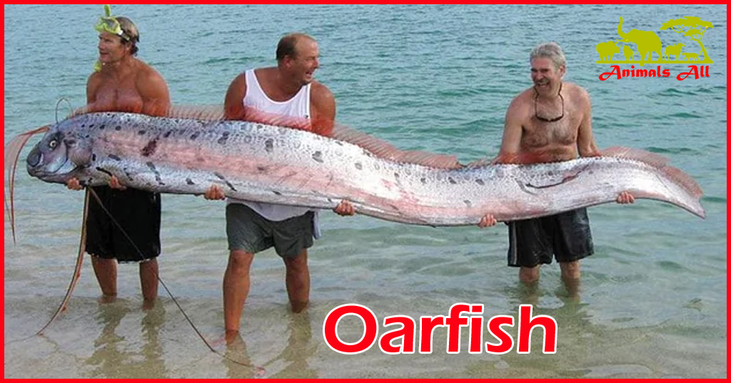 Oarfish