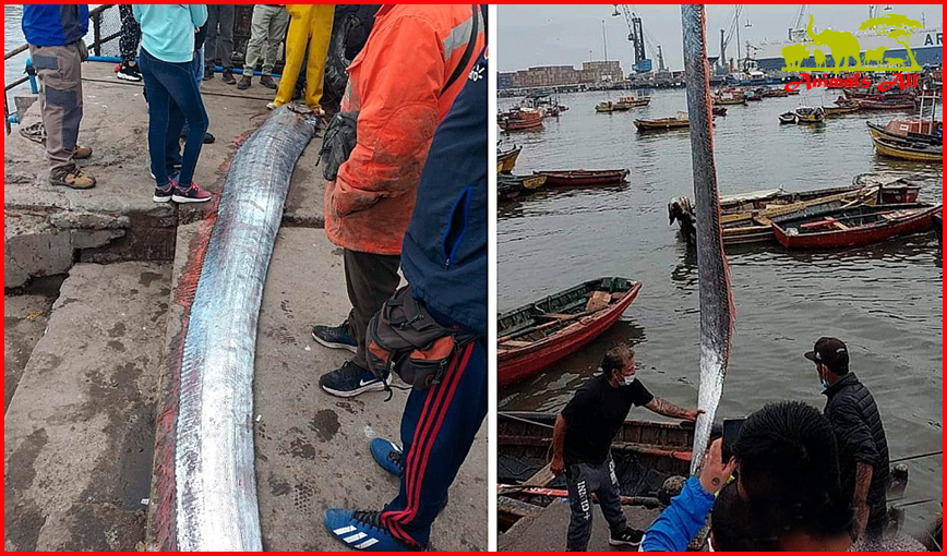 Oarfish