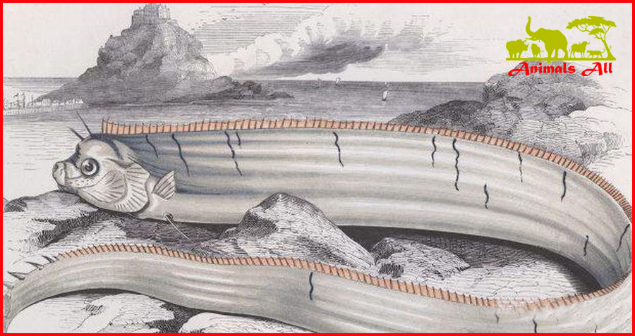 Oarfish