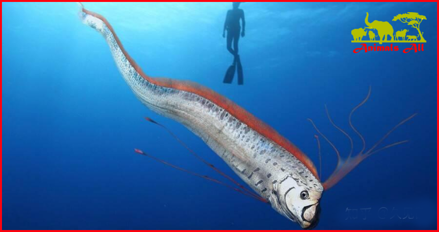 Oarfish