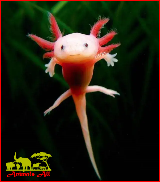 Axolotl