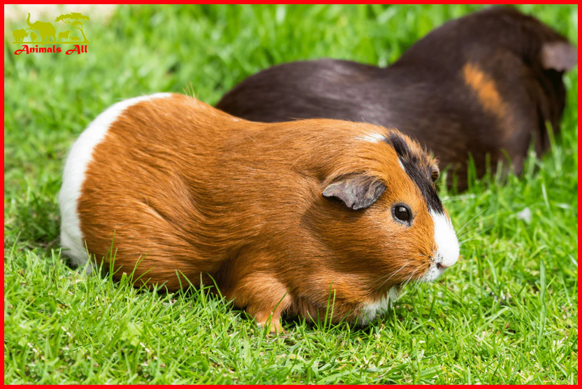 Guinea pigs