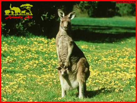 kangaroo