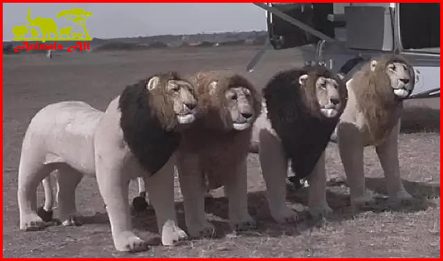 Four fake lions use in the experiment