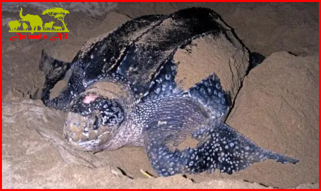 leatherback turtles