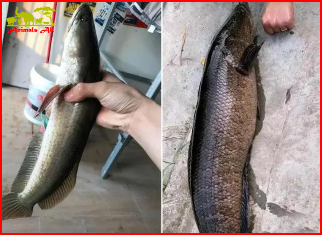 Snakehead fish