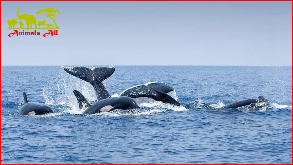 Killer whale attacks sperm whale